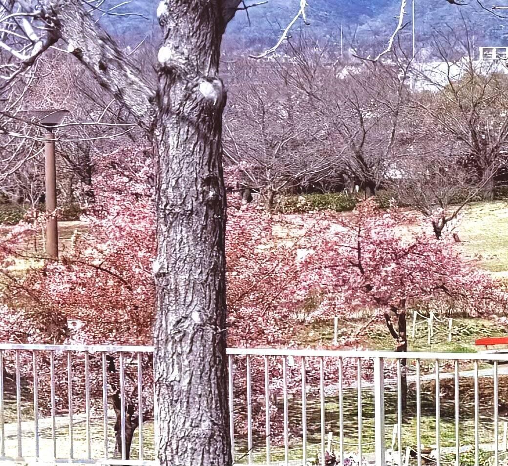 Our first cherry blossoms!