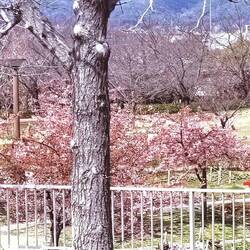 Our first cherry blossoms!