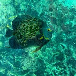 Hab den Namen vergessen, aber er ist Tellergroß und wundervoll, der Fisch