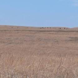 Can you see the bisons?