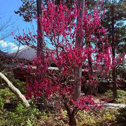 Pretty plum tree