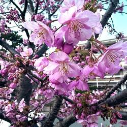 More cherry blossoms