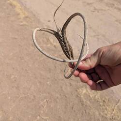 Devil's claw. Natives used this to make baskets.