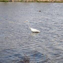 The ranch has a lake and this egret was fishing.
