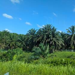 Vorbei an riesigen Palmplantagen