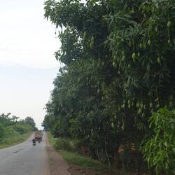In Massen hängen die Mangos an den Bäumen, genauso zahlreich wie sie verkauft werden - traumhaft!