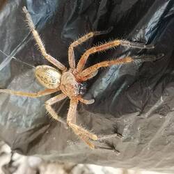 Wie ich mich vor dieser Riesenkrabbenspinne erschreckt habe, als ich die Tüte einpacken wollte!