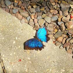 Pretty butterfly