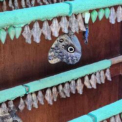Butterfly stages