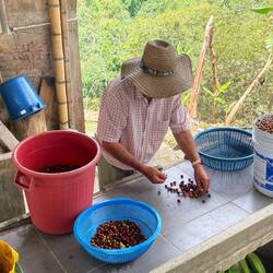 Proceso de selección del café, grano a grano