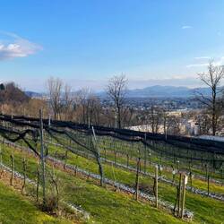 Die Weinberge der Burg