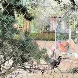 Turkeys at a small farm