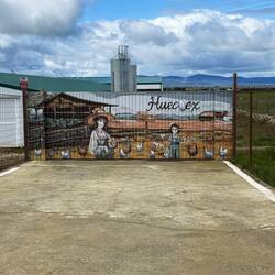 More laying hens
