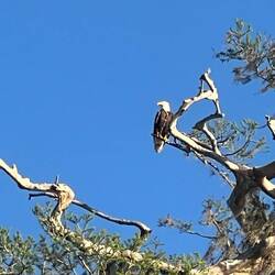 One of the two Bald Eagles that like to perch in this tree.