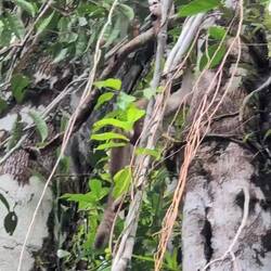 Der hat ne Brücke gefunden