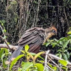 Ein Hoatzin