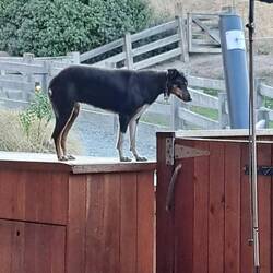 The focus of this dog exceeded most people I know.