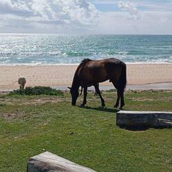 Wildpferde am Strand 😳