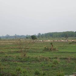 Auch die Kuhherde zieht nach Hause