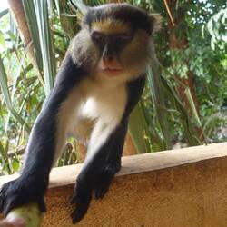 Und das dominante Männchen der Gruppe