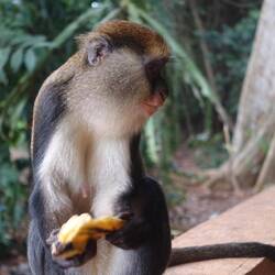 Das ist ein Weibchen, ihre Kinder kamen später auch noch