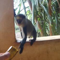 So kann man Affen aus direkter Nähe sehen