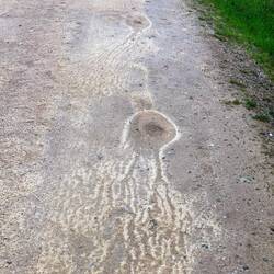 Can you see Squid?