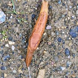 So many of these - gross