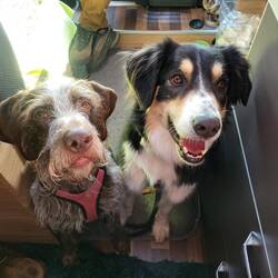 Die Kiba hat ihre Freundin Raja mitgebracht, die unser Wohnmobil vollsabbert.😐