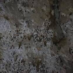 An der Decke hängen tausende Fledermäuse