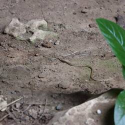 Vor der Höhle sehen wir mal wieder eine Schlange