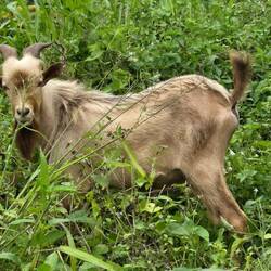 ... und Ziegen gibt es überall 😄