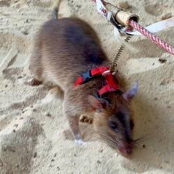 HeroRAT searching for land mines.
