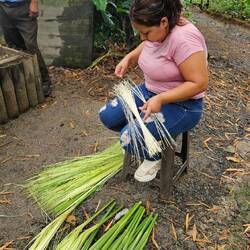 die getrockneten Blätter werden in feine Streifen geschnitten