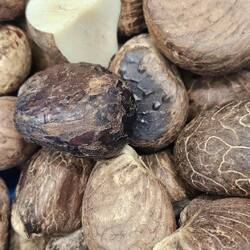 die Tagua, auch botanisches Elfenbein genannt