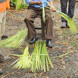 So entsteht ein Panamahut: die Palmblattherzen werden freigelegt...