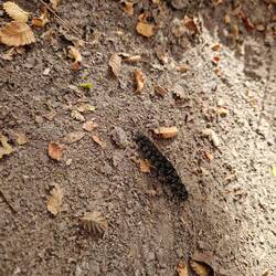 Die vele Raupe ofem Wäg zwenged üs zomene Slalomlauf in höchschter Konzentration