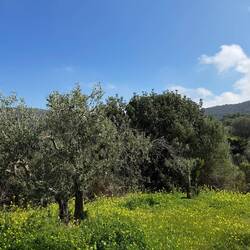 Endless olive groves on the carpets of wildflowers