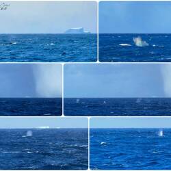 "Admiral, there be whales here!" ... Trekkies will well remember this quote.