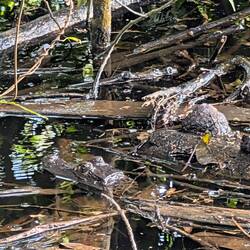 Wer sieht den Kaiman?