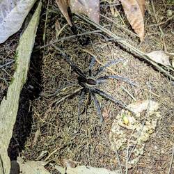 Wolfsspinne - sehr giftig!