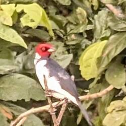 Rotköpfiger Cardinal