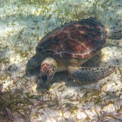 Grüne Meeresschildkröte