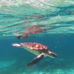 Grüne Meeresschildkröte