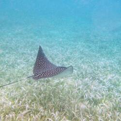 Gefleckter Adlerrochen