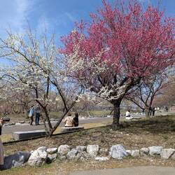 Puis deux arbres en fleurs