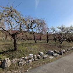 Des bourgeons, des bourgeons