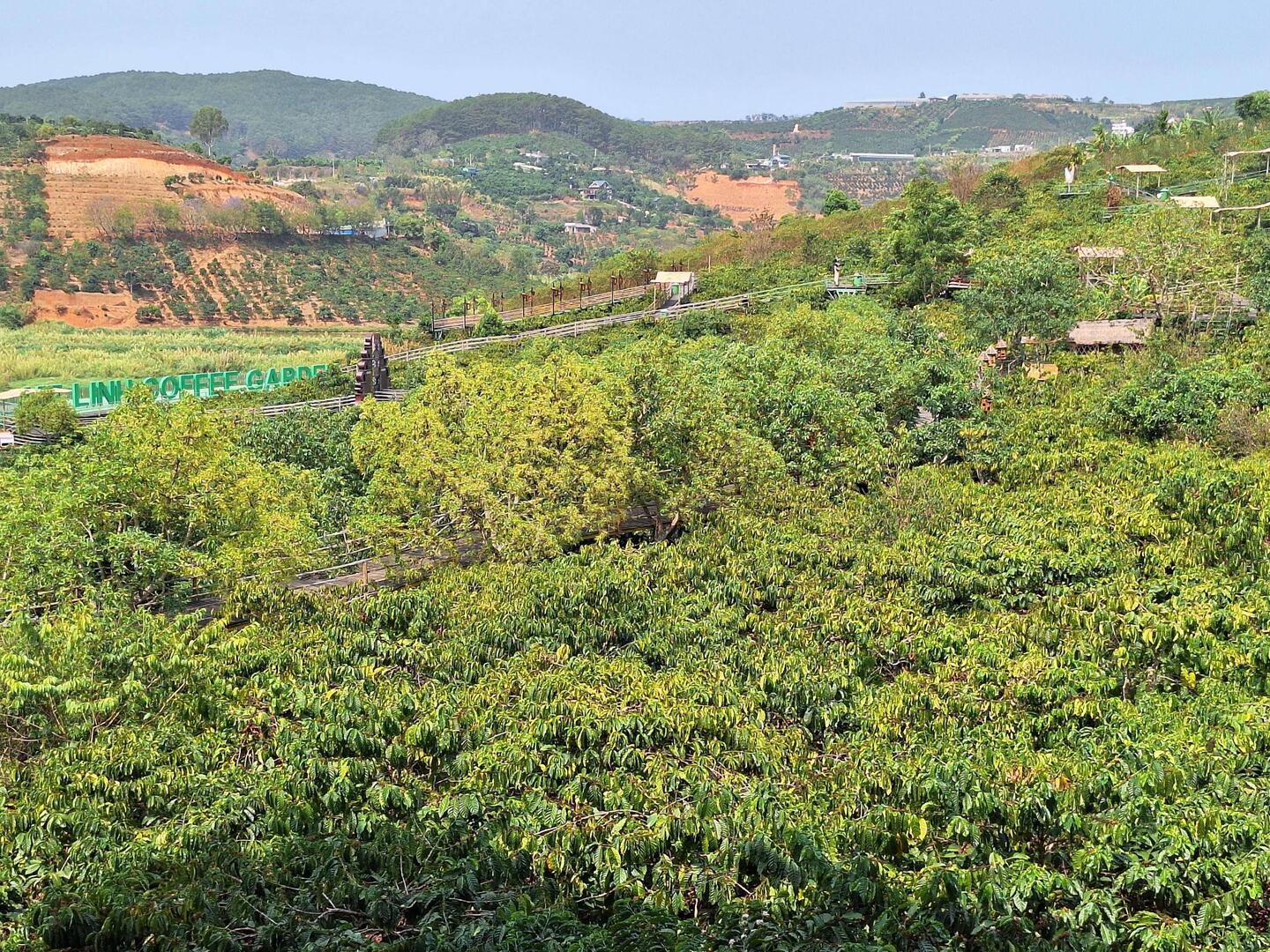 A coffee plantation