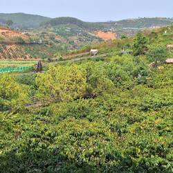 A coffee plantation