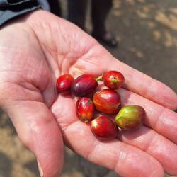 Coffee beans